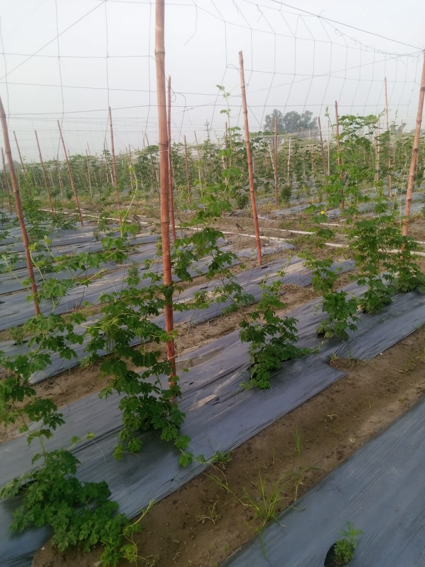 Drip lines under mulched trellis crop