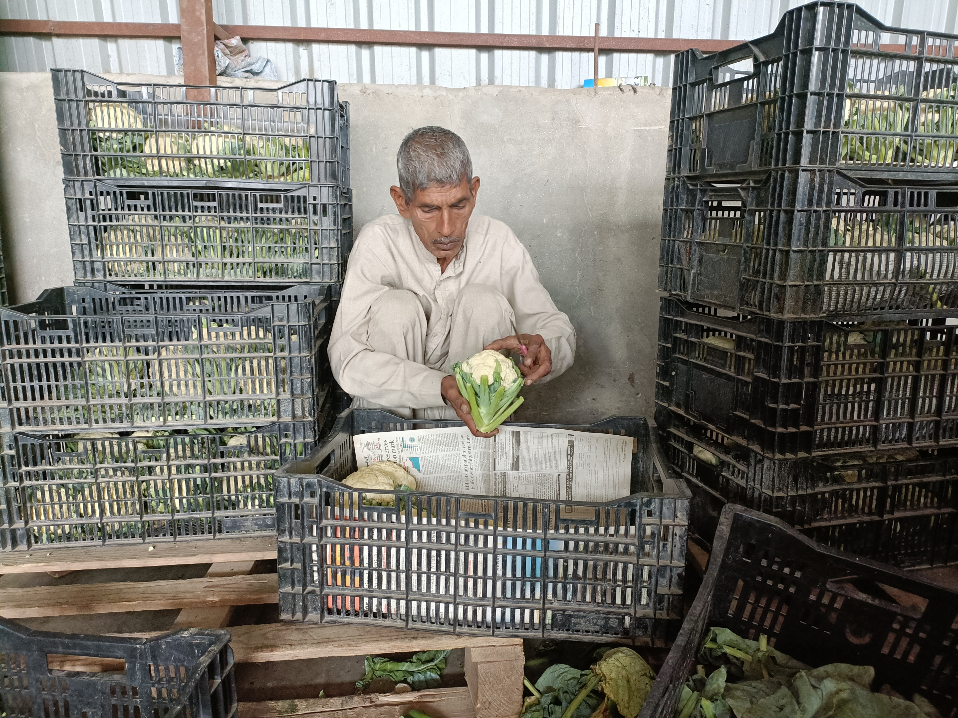 Farmer packing cauliflower heads into crates for dispatch