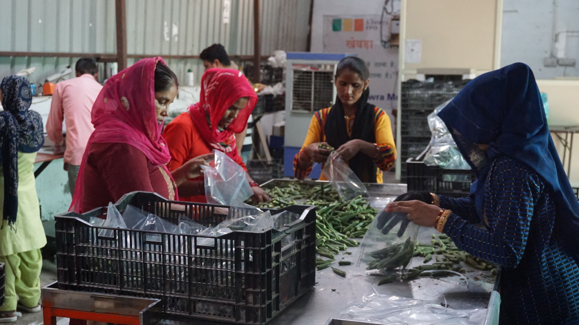 Women packing graded okra into retail bags