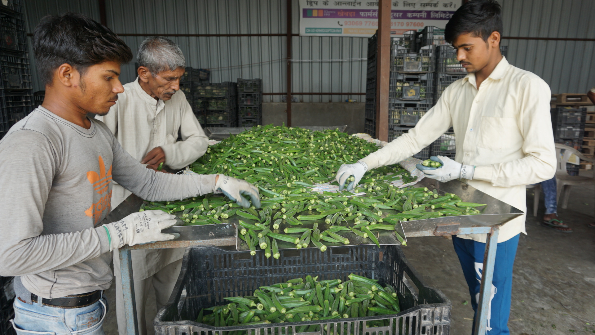Workers sorting fresh okra on grading tables at Khewra FPO facility