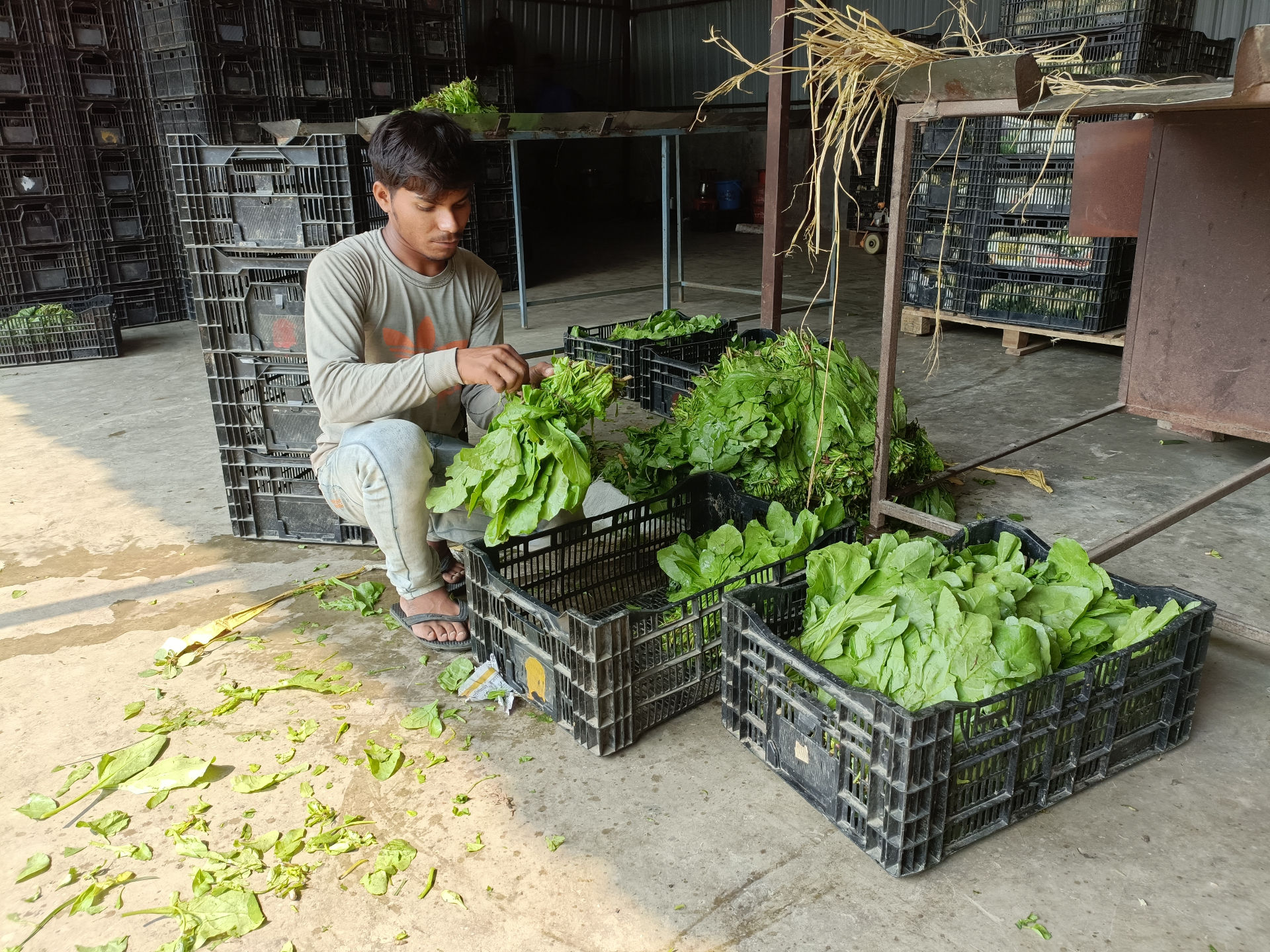 Worker sorting fresh spinach bunches into crates