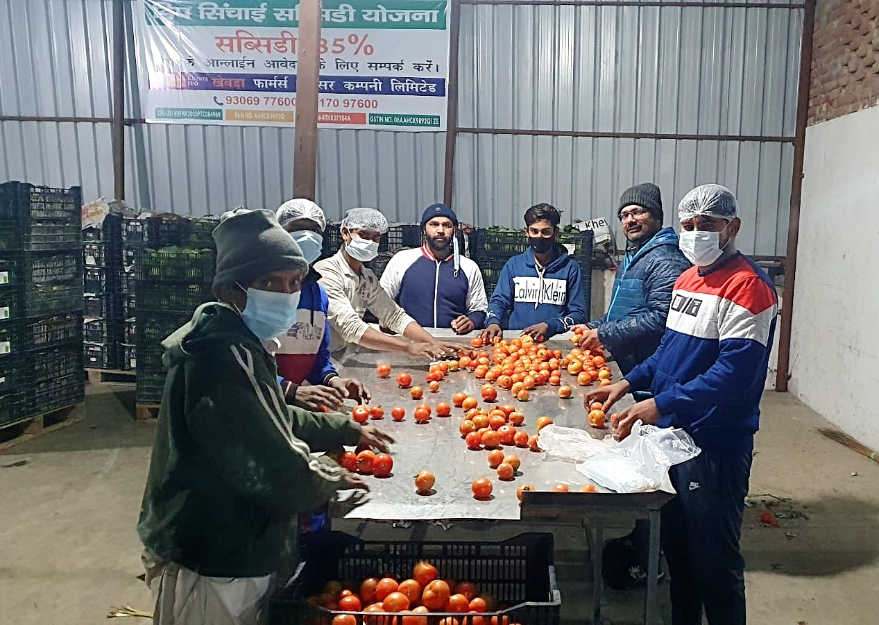 Team grading and packing tomatoes under hygienic conditions