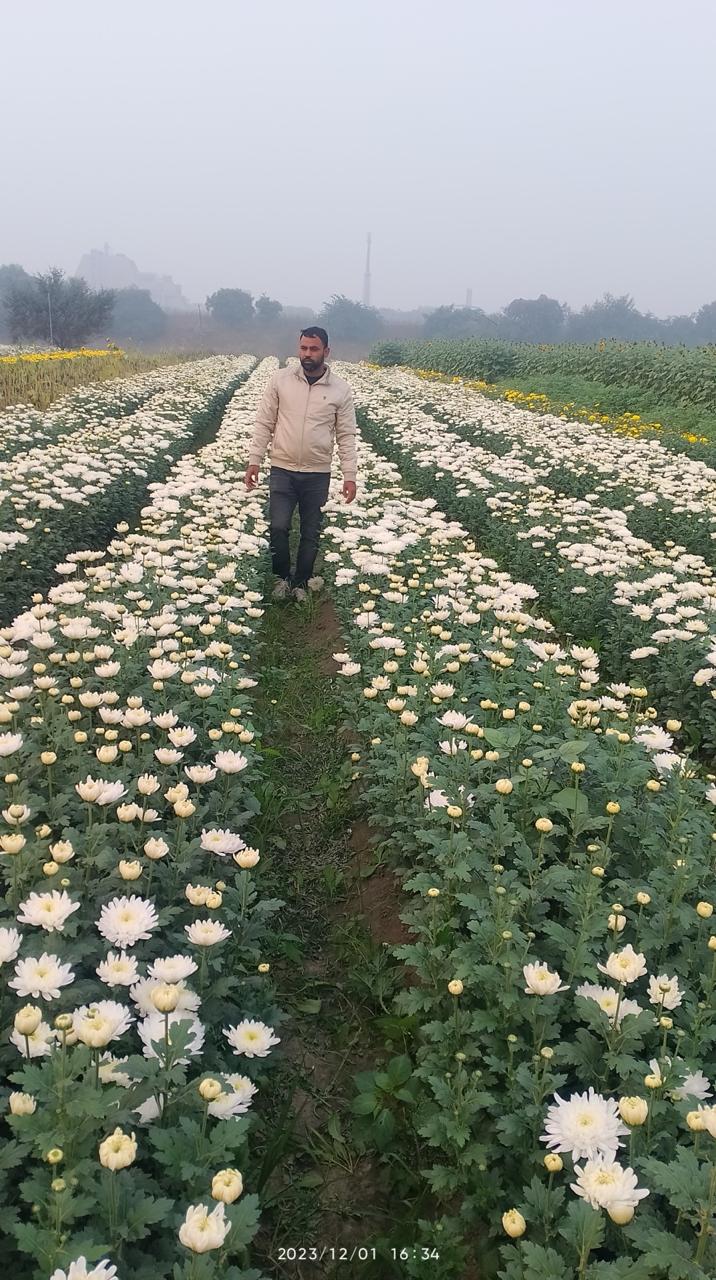 Chrysanthemum trial block in full bloom