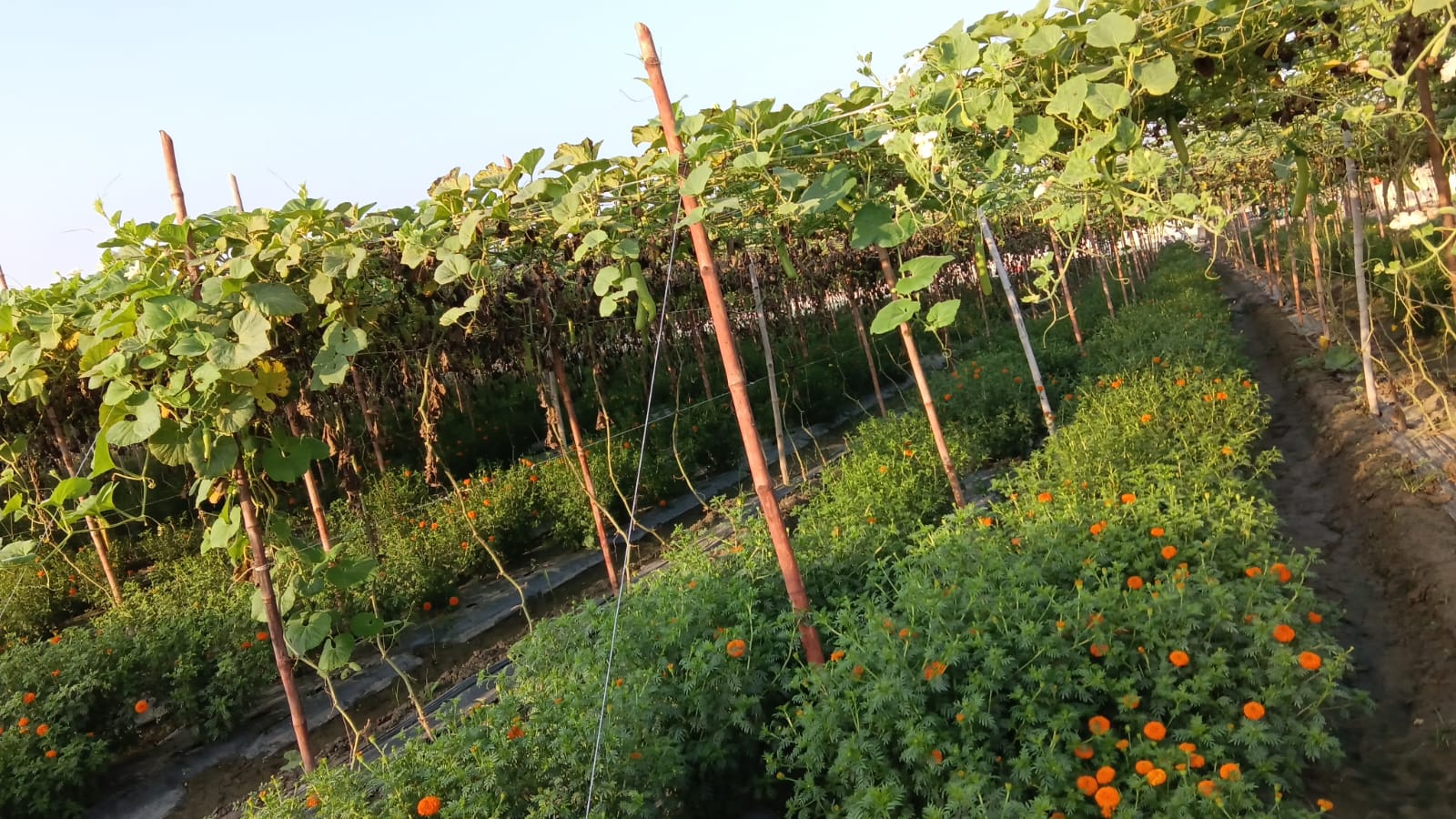 Marigold inter-cropping under trellised cucurbits
