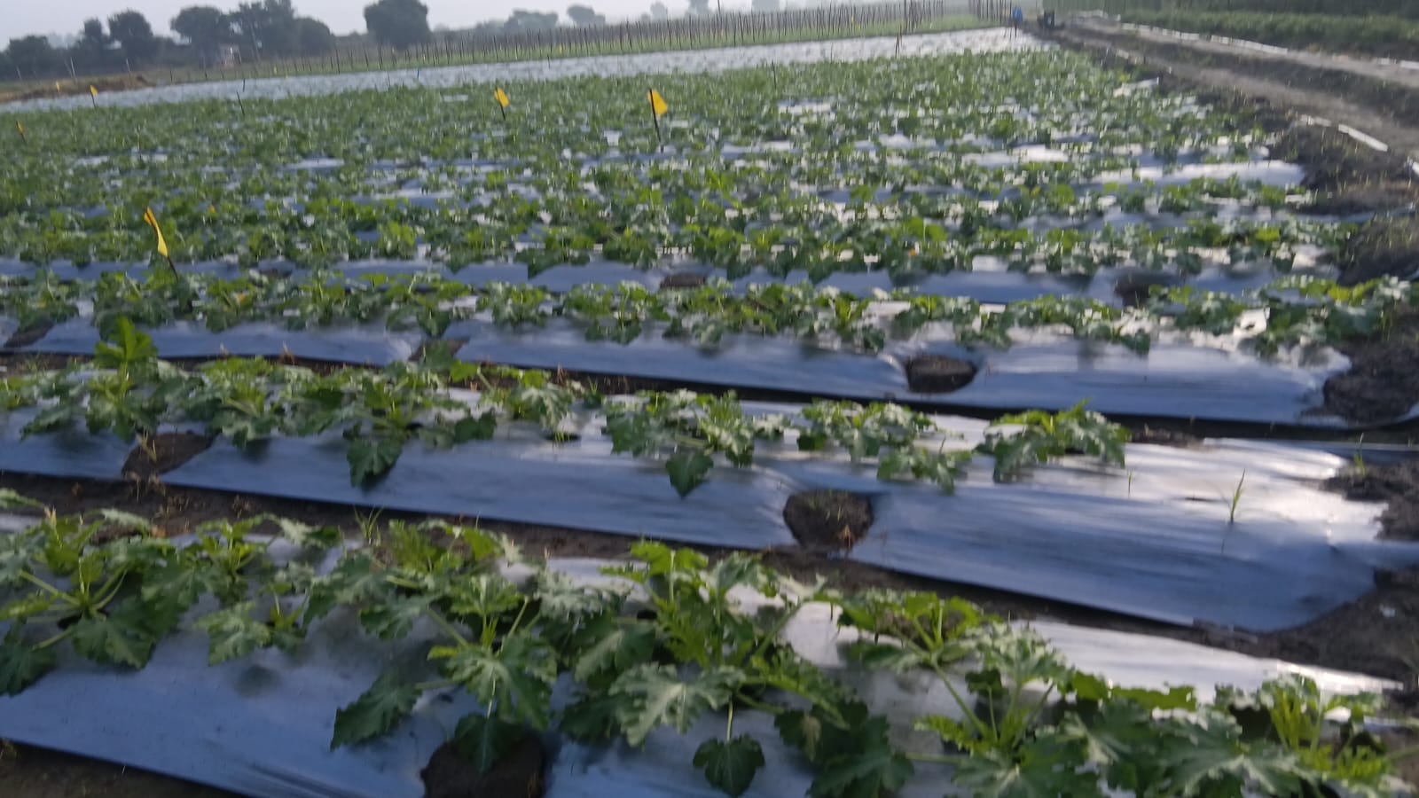 Young zucchini transplants on raised mulched beds