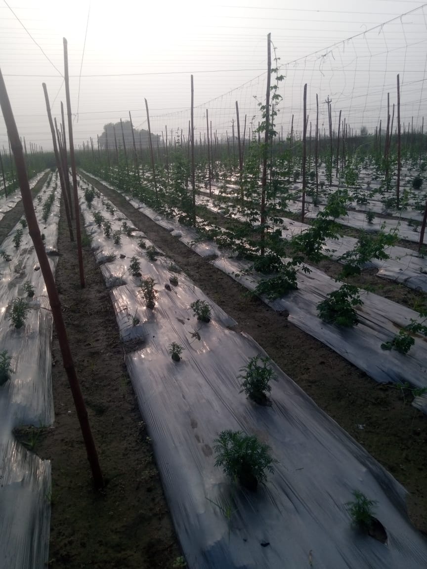 Tomato transplants on mulched beds with trellis setup