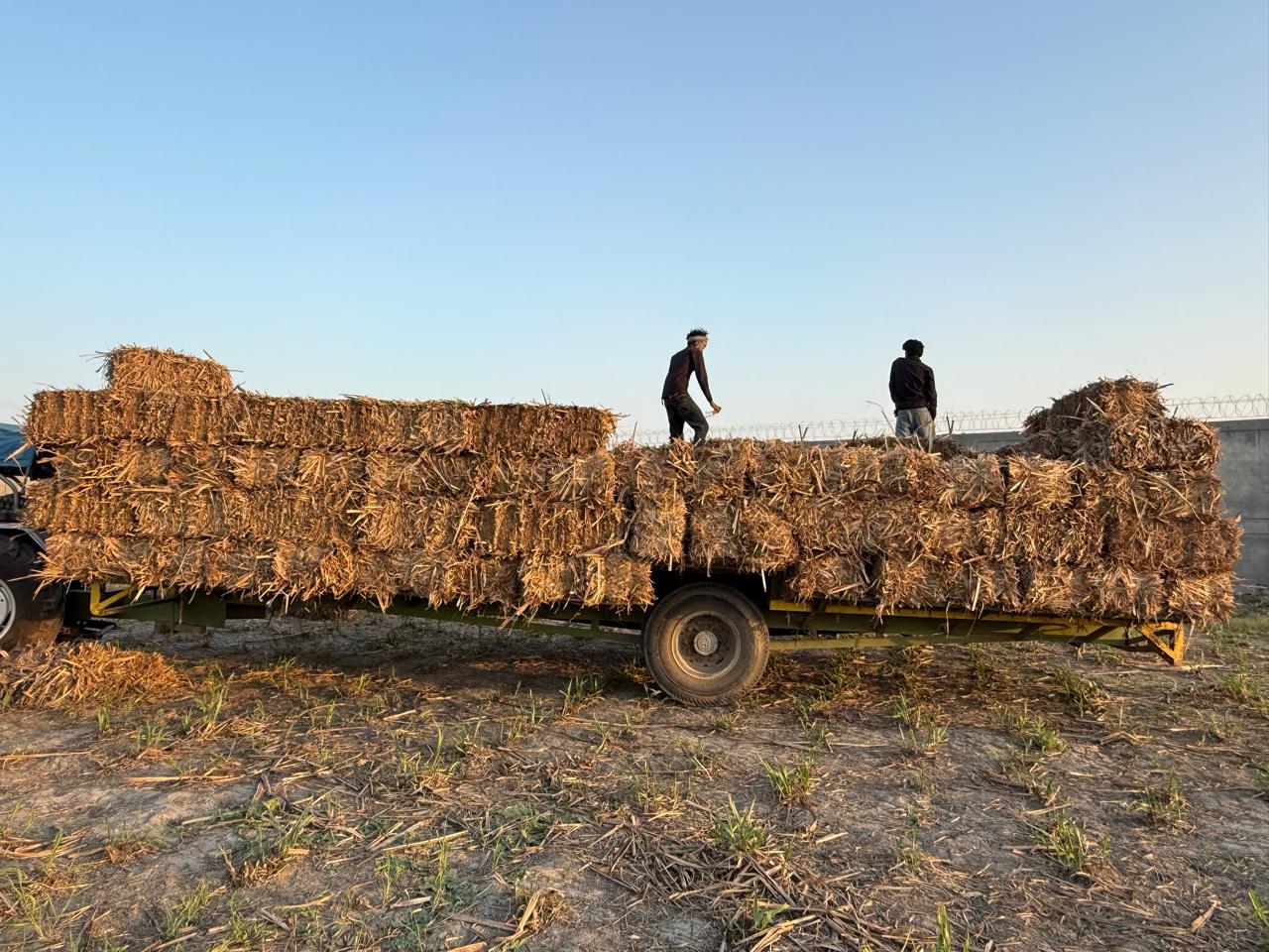 Trolley fully loaded with rectangular straw bales